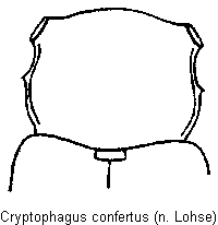 cryptophagus_confertus_vk.gif
