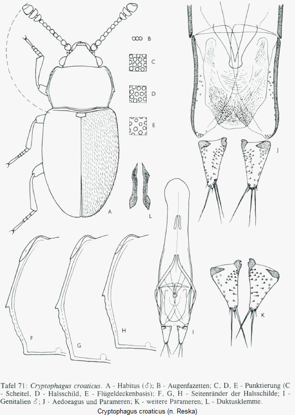 cryptophagus_croaticus_tab.gif