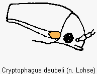 cryptophagus_deubeli_sa.gif