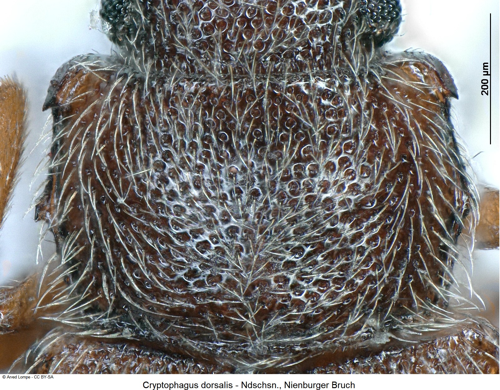 cryptophagus_dorsalis_ck35584812_hsch.jpg