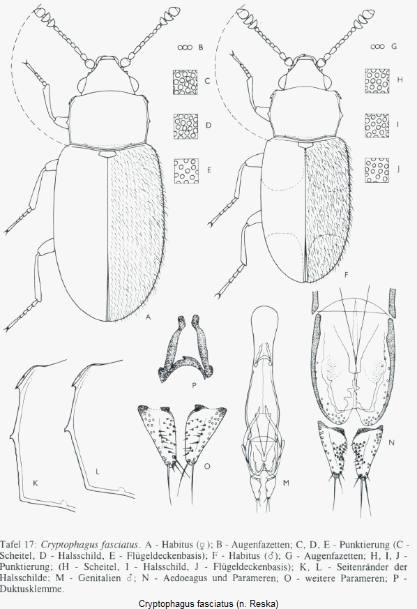 cryptophagus_fasciatus_hab.gif