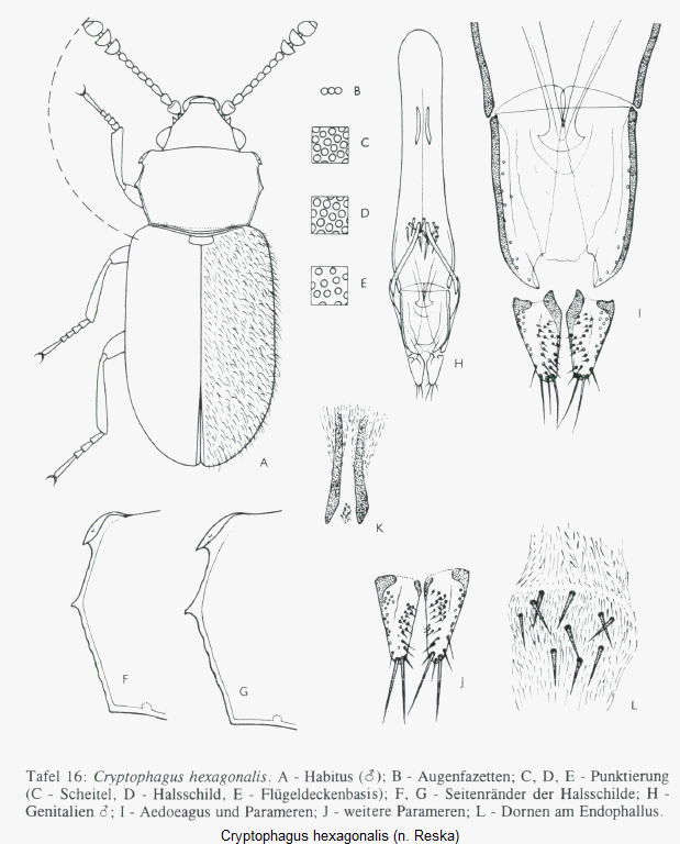 cryptophagus_hexagonalis_hab.gif