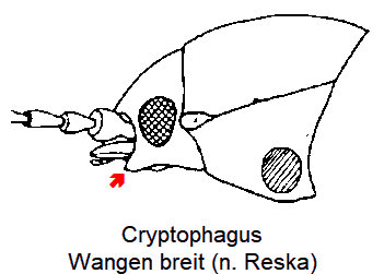 cryptophagus_k.gif