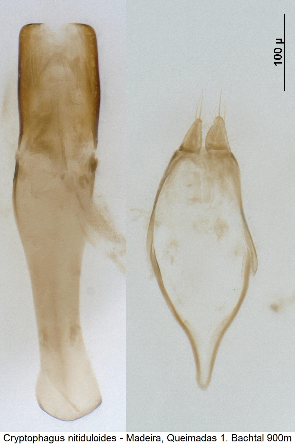 cryptophagus_nitiduloides.jpg