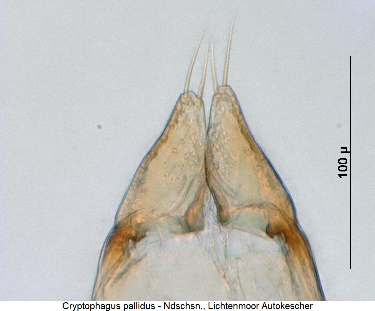 cryptophagus_pallidus_pm.jpg