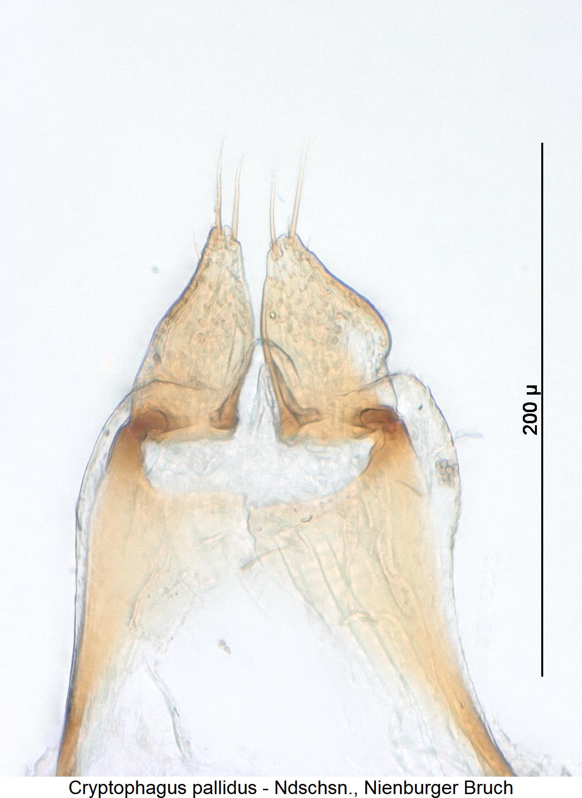 cryptophagus_pallidus_pm1.jpg