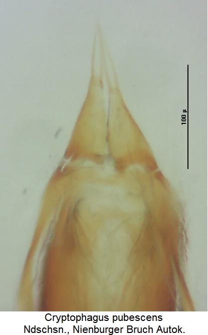 cryptophagus_pubescens.jpg