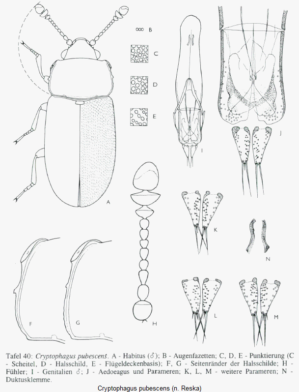 cryptophagus_pubescens_hab.gif