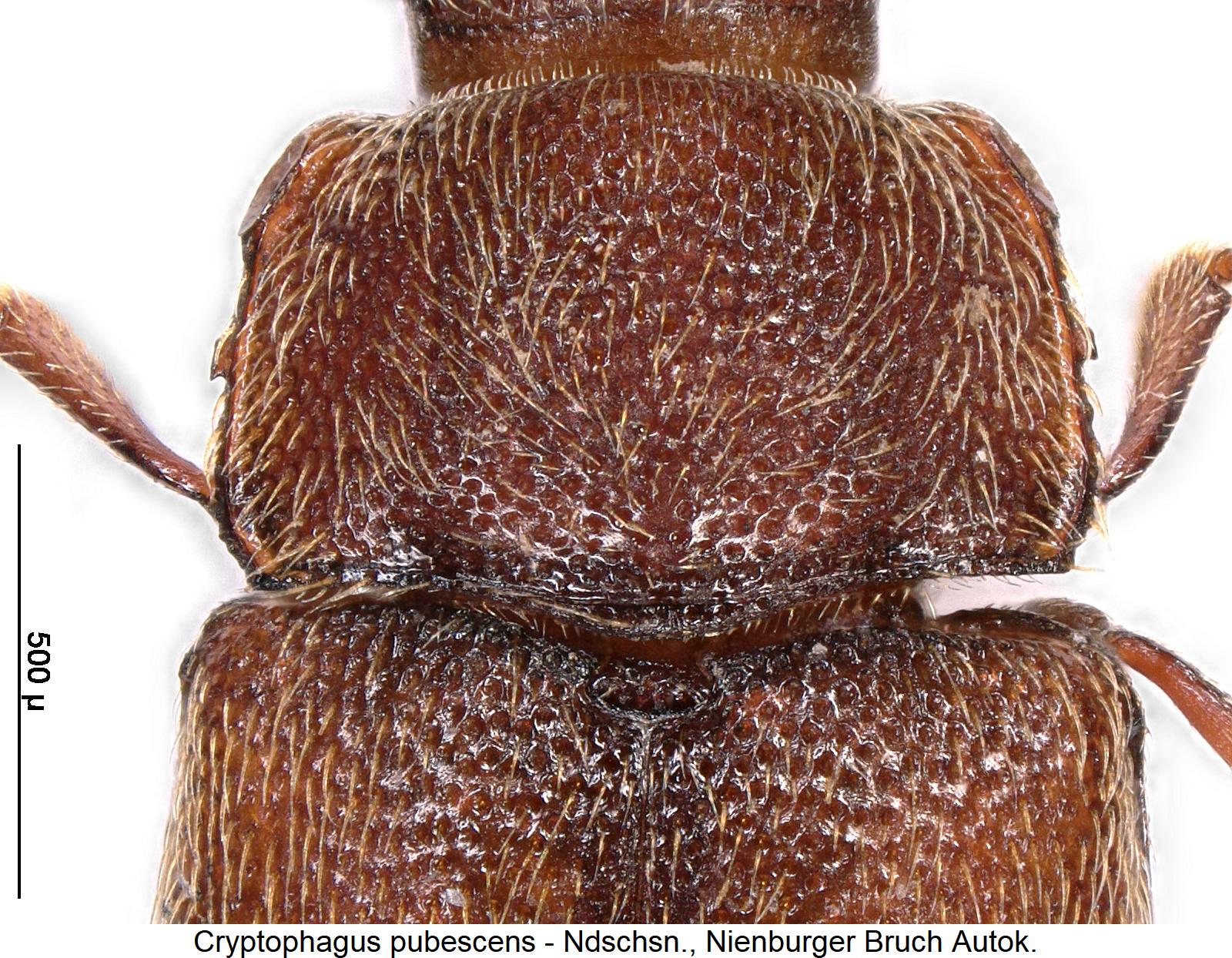 cryptophagus_pubescens_hsch.jpg