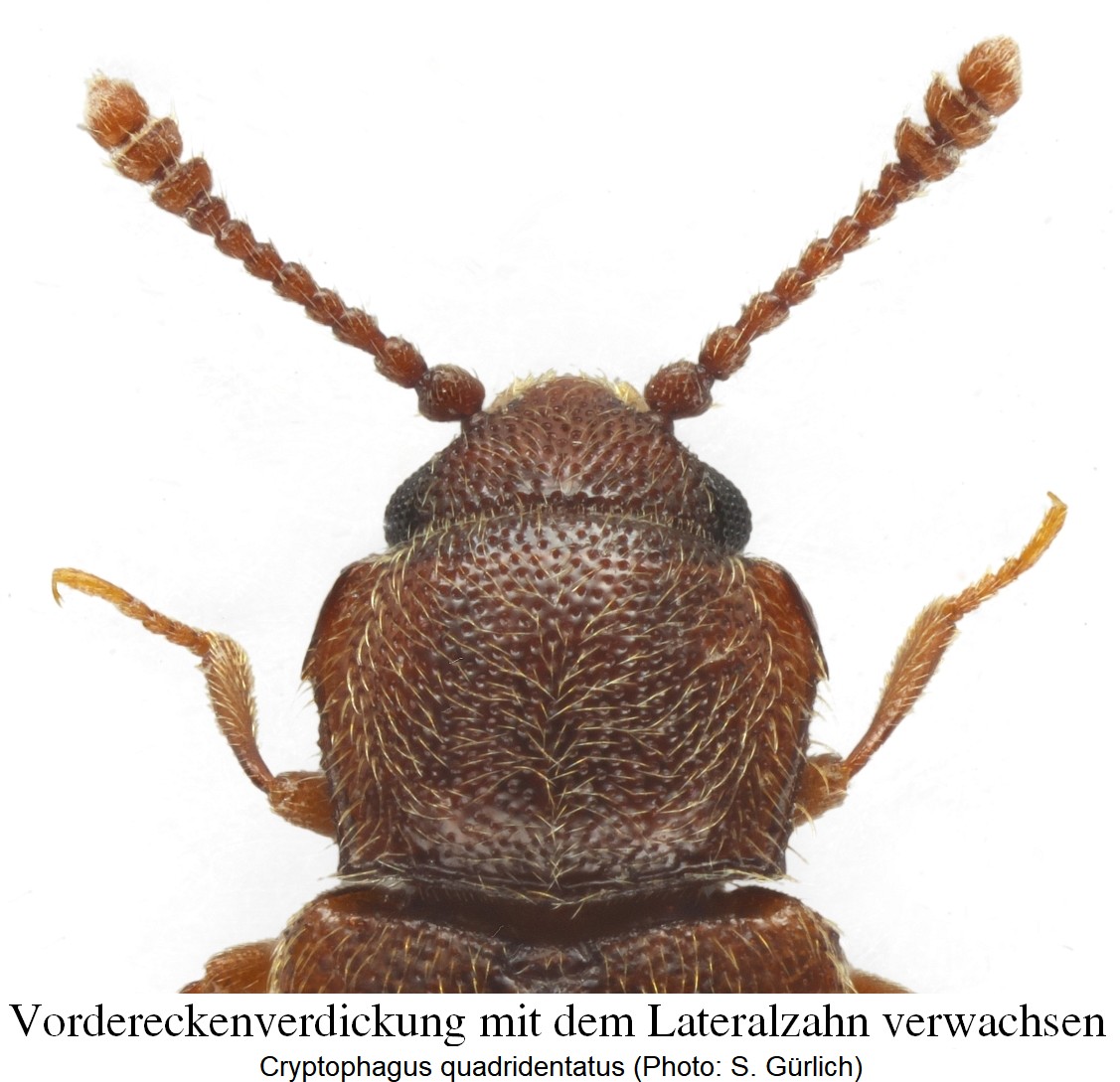 cryptophagus_quadridentatus_hsch_ab.jpg