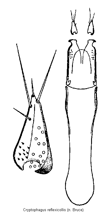 cryptophagus_reflexicollis.gif
