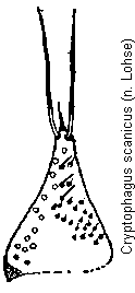 cryptophagus_scanicus_pm.gif
