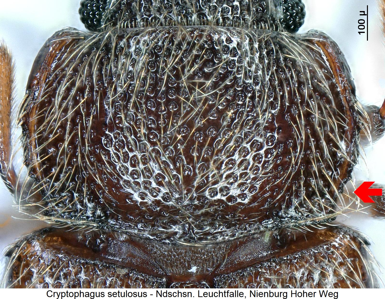 cryptophagus_setulosus_hsch1.jpg