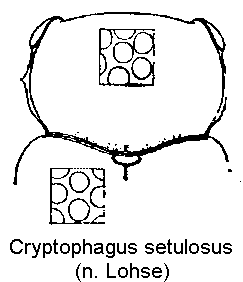cryptophagus_setulosus_vk.gif