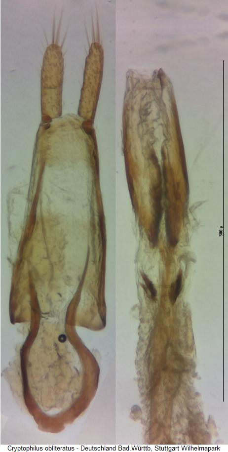 cryptophilus_obliteratus.jpg