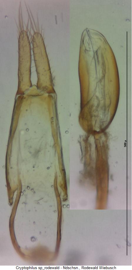cryptophilus_sp_rodewald.jpg