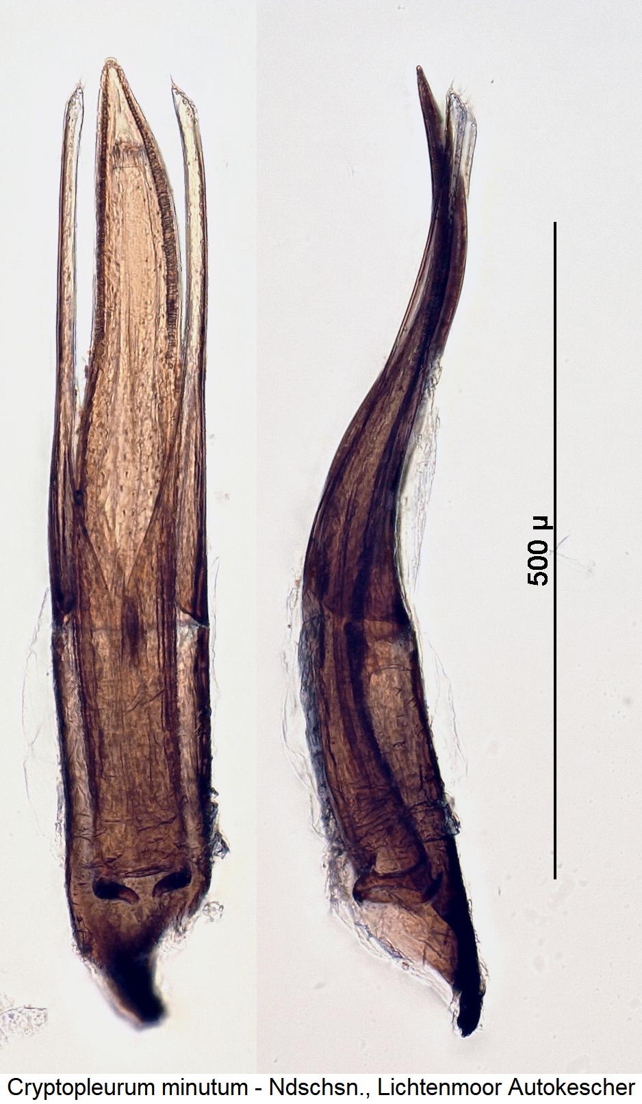 cryptopleurum_minutum.jpg