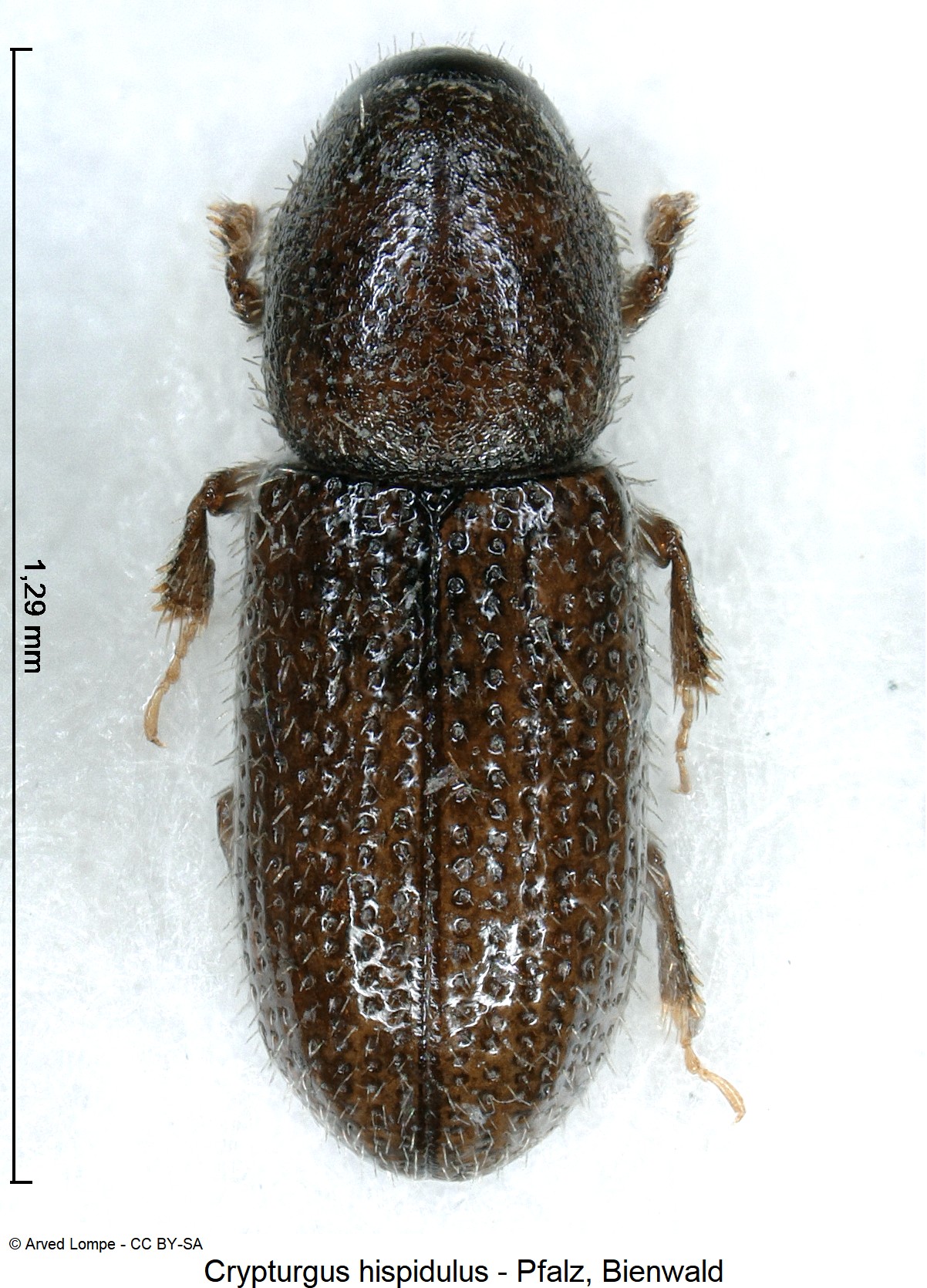 crypturgus_hispidulus_ck23018_hab.jpg