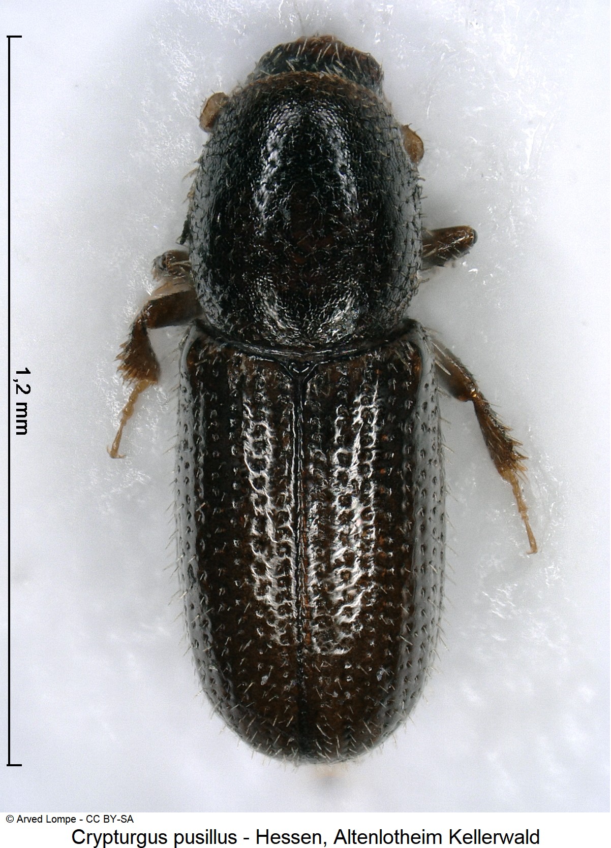 crypturgus_pusillus_ck34307034_hab.jpg