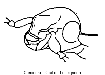 ctenicera_k.gif