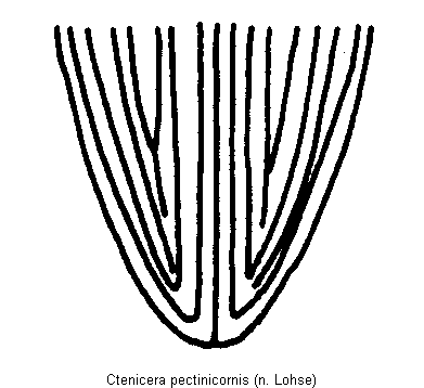 ctenicera_pectinicornis_fld.gif