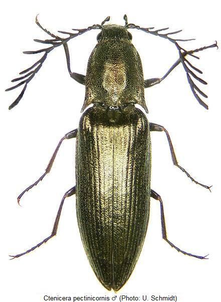 ctenicera_pectinicornis_hab.jpg