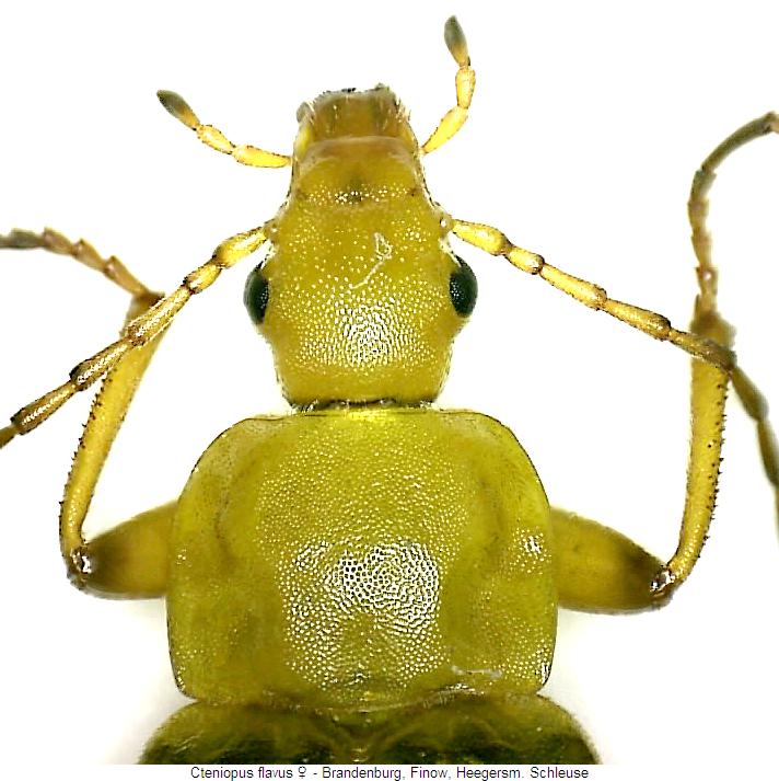 cteniopus_flavus_w_vk.jpg