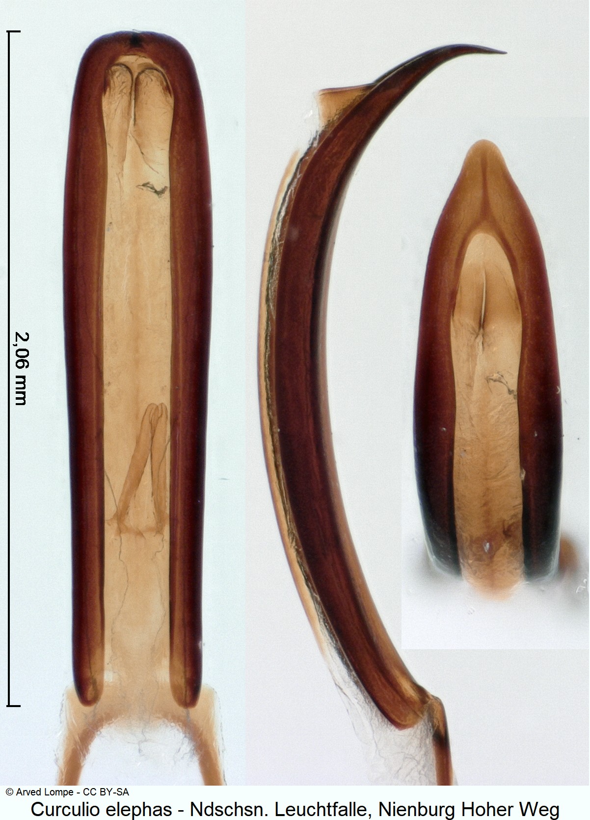 curculio_elephas_ck36524001.jpg
