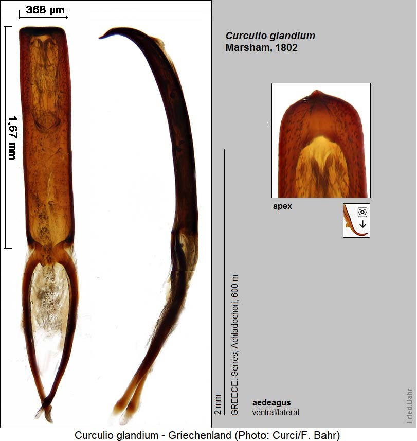 curculio_glandium-1.jpg
