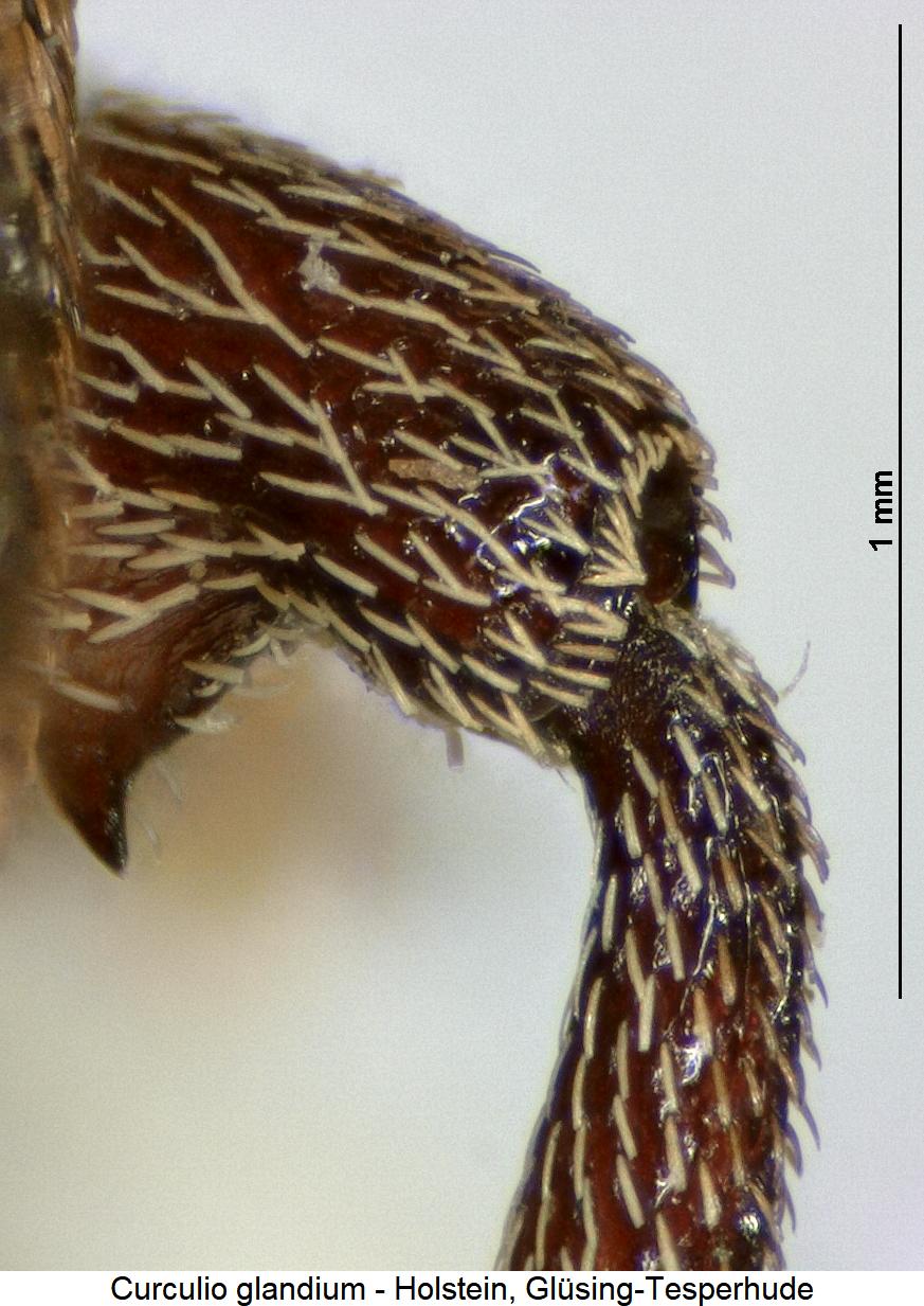 curculio_glandium_hschl.jpg