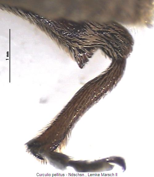 curculio_pellitus_hschl.jpg