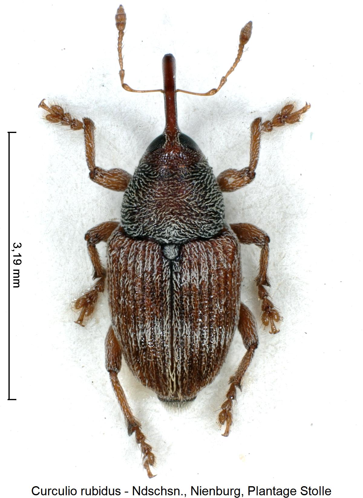 curculio_rubidus_hab.jpg
