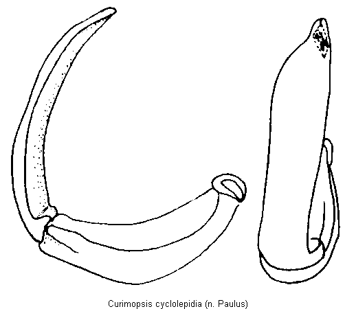 curimopsis_cyclolepidia.gif