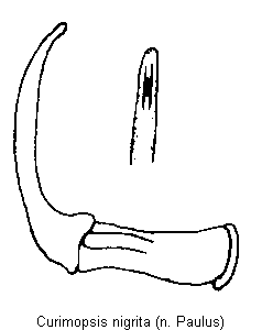 curimopsis_nigrita.gif