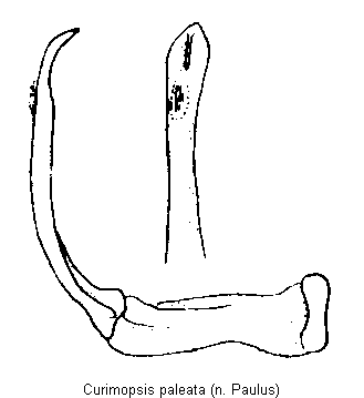 curimopsis_paleata.gif