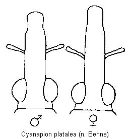 cyanapion_platalea_k.gif