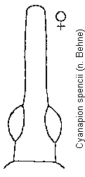 cyanapion_spencii_k.gif