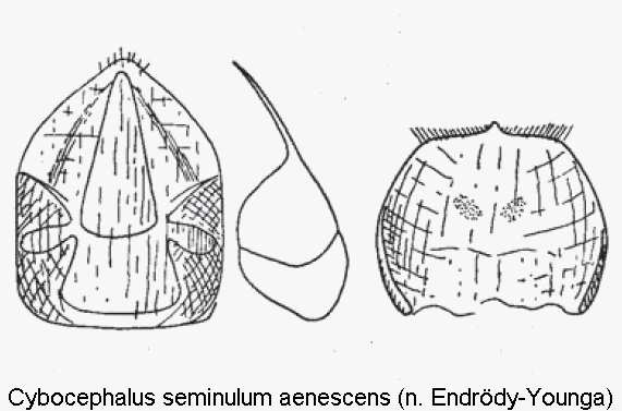 cybocephalus_aenescens.gif