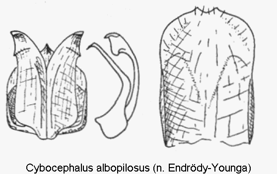 cybocephalus_albopilosus.gif