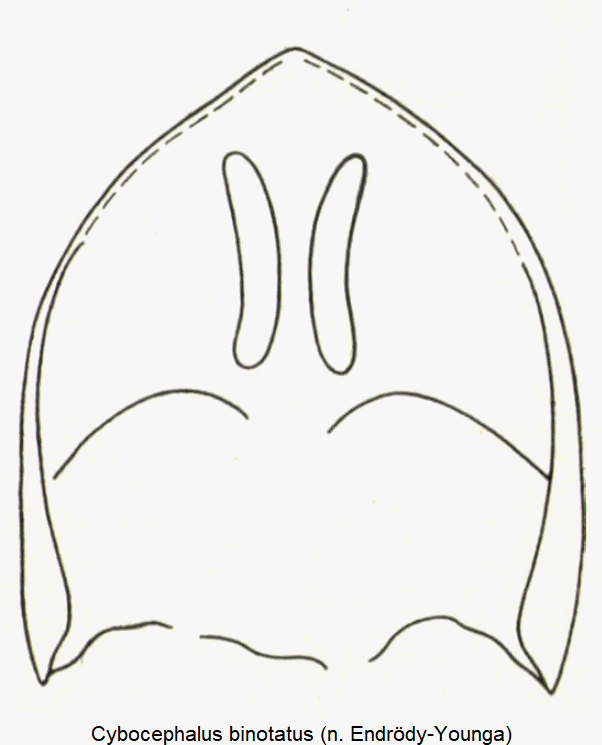 cybocephalus_binotatus_pm.gif