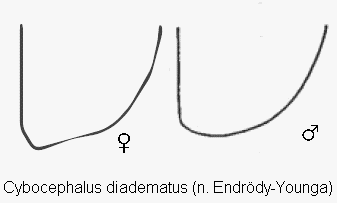 cybocephalus_diadematus_fld.gif