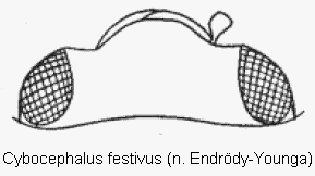 cybocephalus_festivus_k.gif