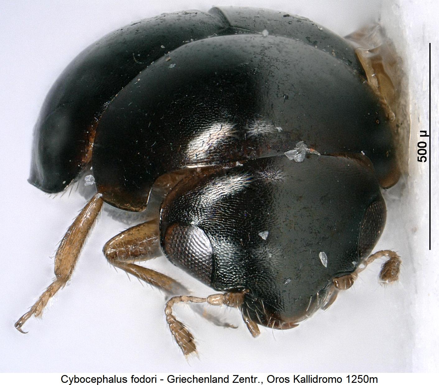 cybocephalus_fodori_vk.jpg