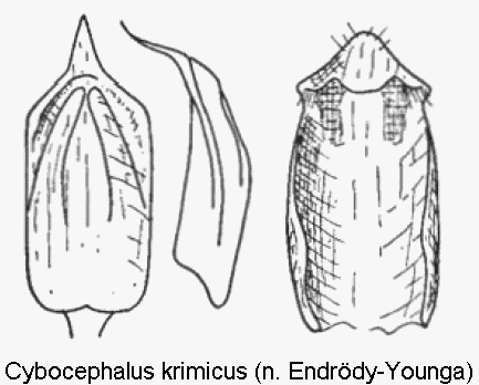 cybocephalus_krimicus.gif