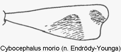 cybocephalus_morio_vschn.gif