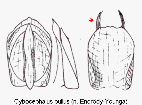 cybocephalus_pullus.gif