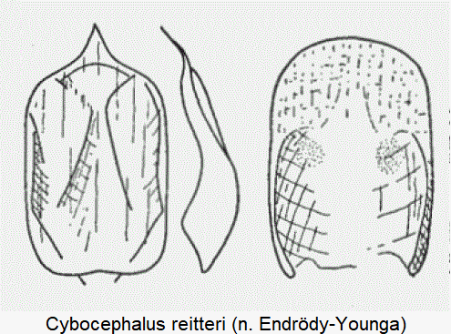 cybocephalus_reitteri.gif