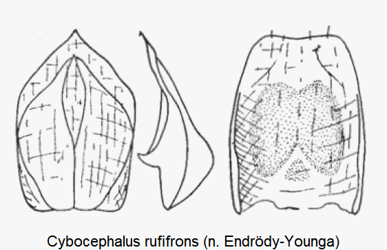 cybocephalus_rufifrons.gif