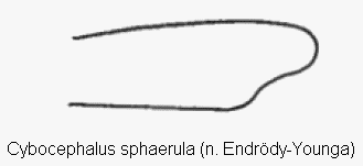 cybocephalus_sphaerula_vschn.gif
