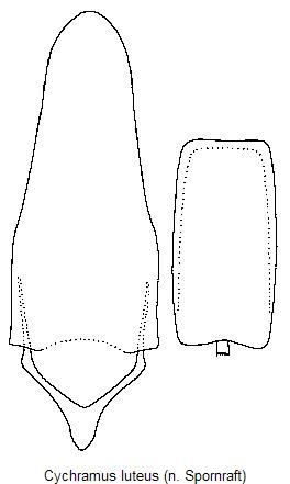 cychramus_luteus.jpg
